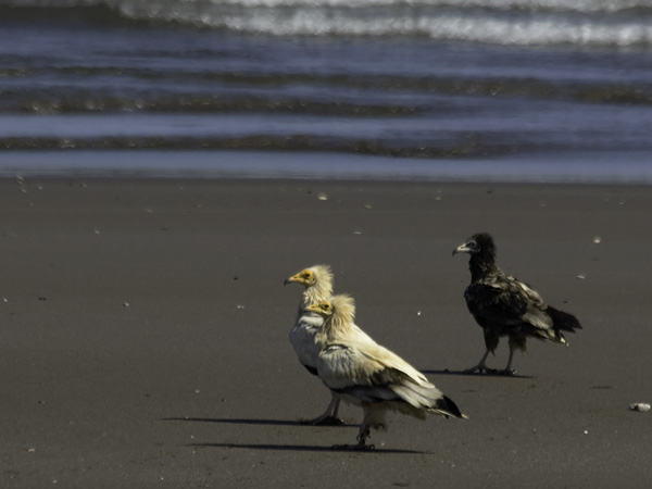 Pikkukorppikotka, Egyptian Vulture, Neophron percnopterus
